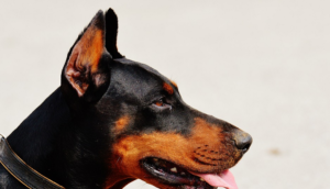 a doberman