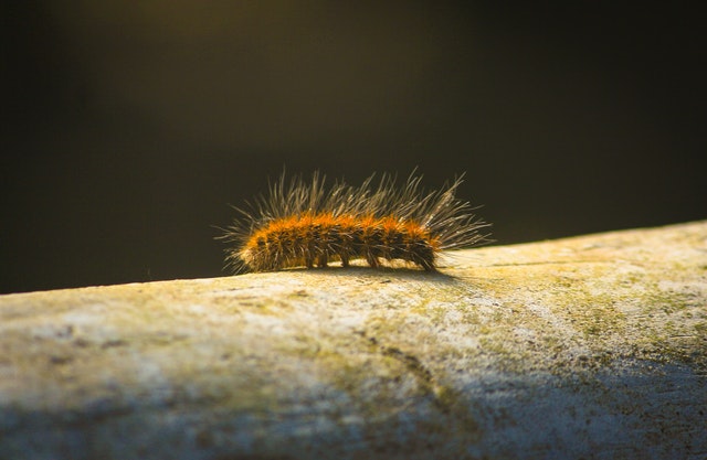 worm